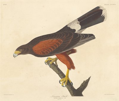 لويزيانا هوك 1837. بواسطة روبرت هافيل