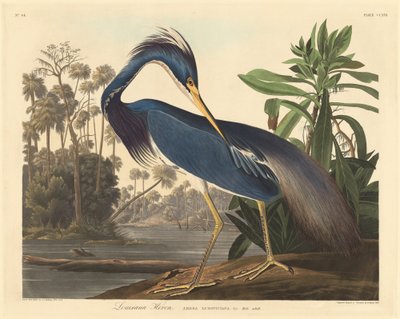 لويزيانا هيرون ، 1834. بواسطة روبرت هافيل