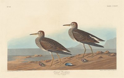 Pectoral Sandpiper، 1836. بواسطة روبرت هافيل