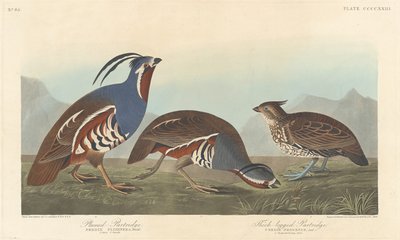 الحجل البرقوق والحجل ذو الأرجل السميكة ، 1838. بواسطة روبرت هافيل