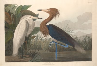 مالك الحزين الأرجواني ، 1835. بواسطة روبرت هافيل