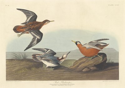 ريد فالاروب 1835. بواسطة روبرت هافيل