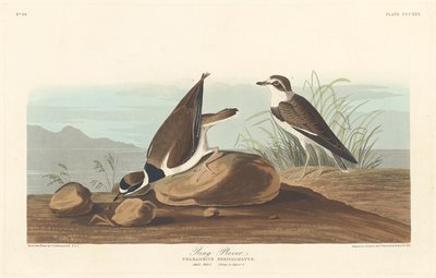 رينج بلوفر ، 1836. بواسطة روبرت هافيل