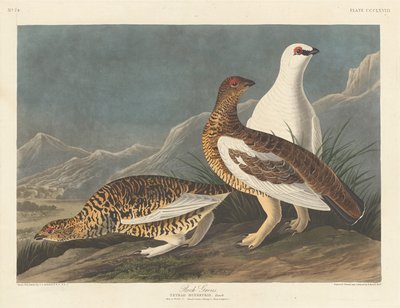 روك جروس 1837. بواسطة روبرت هافيل