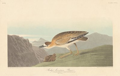 روكي ماونتن بلوفر ، 1836. بواسطة روبرت هافيل