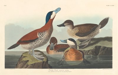 رودي داك 1836. بواسطة روبرت هافيل