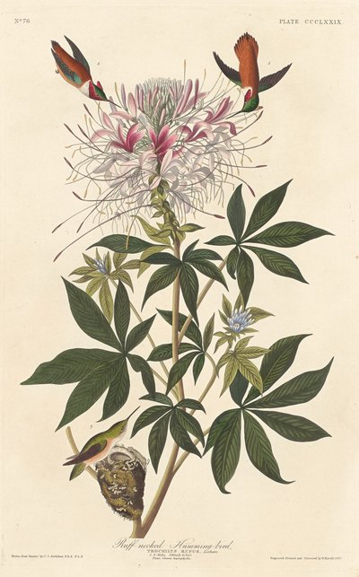 طائر الطنان ذو العنق راف 1837. بواسطة روبرت هافيل