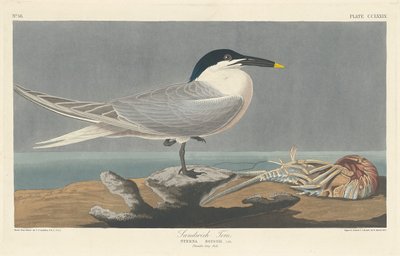 ساندويتش تيرن ، 1835. بواسطة روبرت هافيل