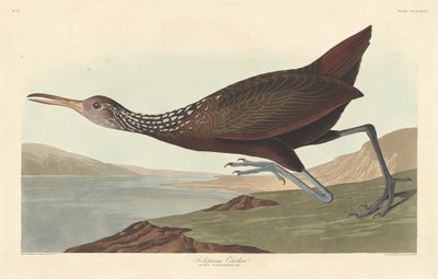 Scolopaceus كورلان 1837. بواسطة روبرت هافيل