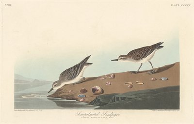 الرمل شبه الكف ، 1838. بواسطة روبرت هافيل