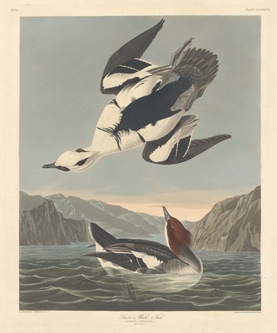 Smew أو White Nun1836. بواسطة روبرت هافيل