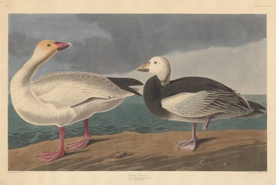 سنو جوس ، 1837. بواسطة روبرت هافيل