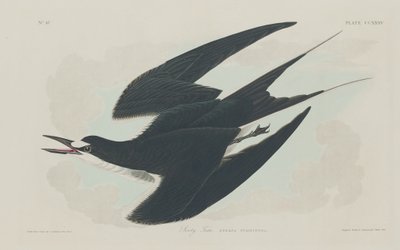 سوتي تيرن ، 1834. بواسطة روبرت هافيل