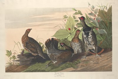 سبوتد جروس 1833. بواسطة روبرت هافيل