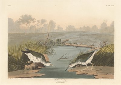 الرمل المرقط 1836. بواسطة روبرت هافيل