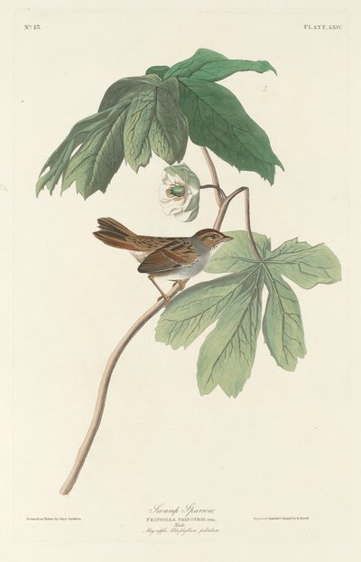 مستنقع سبارو ، 1829. بواسطة روبرت هافيل