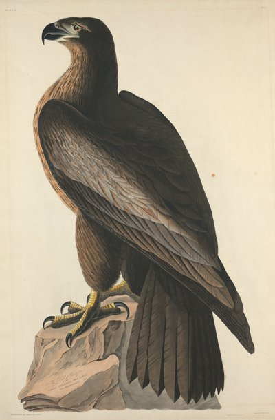 طائر واشنطن أو نسر البحر الأمريكي العظيم ، 1827. بواسطة روبرت هافيل