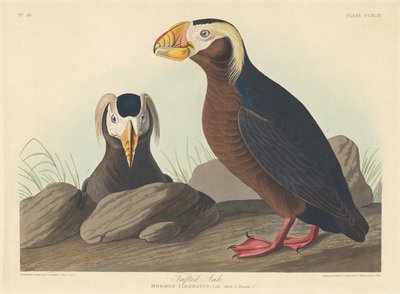 معنقدة أوك 1835. بواسطة روبرت هافيل