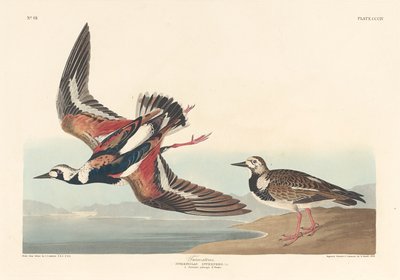 تحول الحجر 1836. بواسطة روبرت هافيل