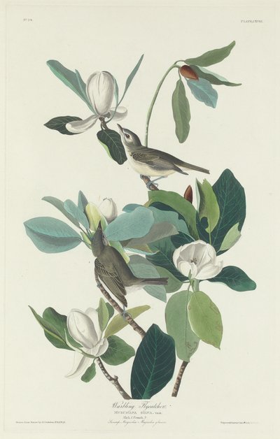 Warbling Flycatcher 1831. بواسطة روبرت هافيل