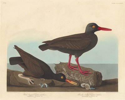 صائد المحار ذو الأرجل البيضاء وصائد المحار النحيف المنقار ، 1838. بواسطة روبرت هافيل
