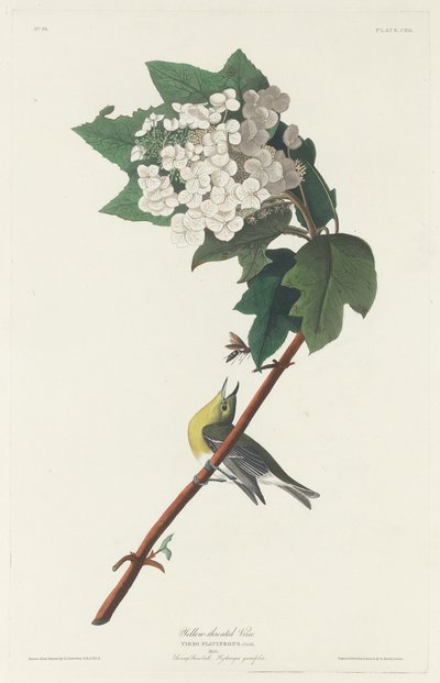 Vireo أصفر الحلق ، 1831. بواسطة روبرت هافيل