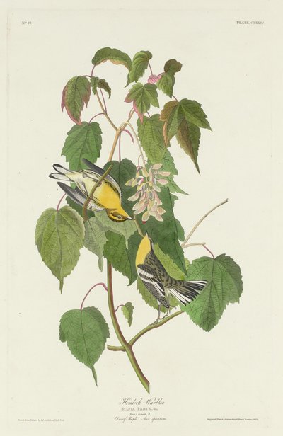 هيملوك الدخلة بواسطة Robert Havell after John James Audubon