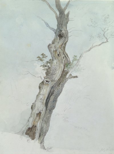 دراسة شجرة ، c.1800-05 (مرحاض فوق الجرافيت على الورق) بواسطة روبرت هيلز