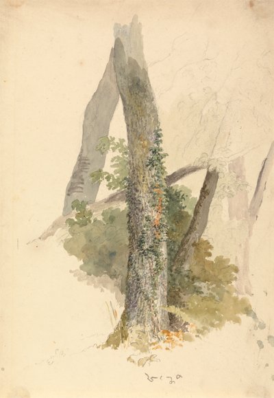 دراسة شجرة مع Ivy Clinging to Stump بواسطة روبرت هيلز