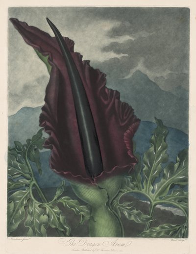 The Dragon Arum ، Black Calla or Solomons Lily ، 1799-1807. بواسطة روبرت جون ثورنتون