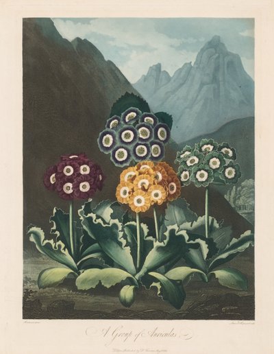 معبد فلورا ، أو حديقة الطبيعة: مجموعة من Auriculas ، 1803. بواسطة روبرت جون ثورنتون