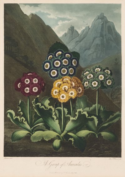 معبد فلورا ، أو حديقة الطبيعة: مجموعة من Auriculas ، 1803. بواسطة روبرت جون ثورنتون