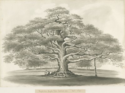 بليثفيلد - أوك باجوت: رسم بني داكن ، 1833 بواسطة روبرت نويز