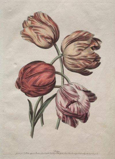 ثماني مجموعات جميلة من الزهور الطبيعية في مخططات دي لا كور: تيوليب ، ج. 1770. بواسطة روبرت ساير