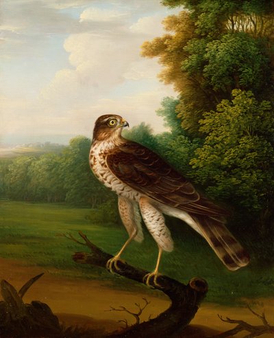 A Young Female Hawk, one year old (oil on canvas) بواسطة روبرت ويلكينسون بادلي