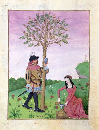 لافندر ، Hellebore ، وأحد أقارب عائلة الخيار ، رسم توضيحي من كتاب الأدوية البسيطة بواسطة Mattheaus Platearius 131r بواسطة Robinet Testard