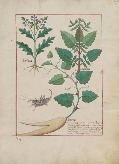 السيدة الاب. Fv VI  1 fol.139r رسم توضيحي من كتاب الأدوية البسيطة بواسطة Mattheaus Platearius (dc1161) c.1470 بواسطة Robinet Testard