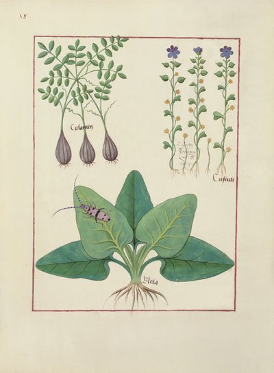 السيدة الاب. Fv VI  1 فل. رسم توضيحي من كتاب الأدوية البسيطة لماتياس بلاتيريوس (dc1161) ج 1470 بواسطة Robinet Testard