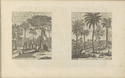 Landschap يضع mango bomen، kokos- en palmbomen ثمار جزيرة جافا ، إلخ / أشجار الهند (العنوان على الكائن) جزر الهند الشرقية والغربية وأماكن أخرى (عنوان السلسلة) بواسطة بيتر فان دير آأ (الأول)
