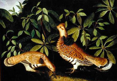 اثنين من الطيهوج Ruffed في Underbrush بواسطة روبنز بيل