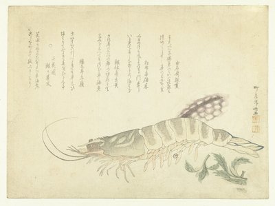 جراد البحر والحبار بواسطة Ryuryukyo Shinsai