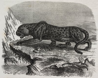 النمر الأسود في Jardin des Plantes ، حديقة باريس النباتية ، فرنسا ، طباعة حجرية بواسطة سالفاتور بوليا من بوليوراما بيتوريسكو ، رقم 26 ، 4 فبراير بواسطة سلفاتور بوليا
