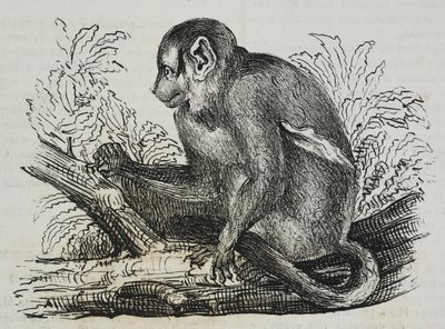 Night monkey douroucoulis (Aotus trivirgatus) ، الطباعة الحجرية لسلفاتوري بوليا من بوليوراما بيتوريسكو ، رقم 46 ، 25 يونيو بواسطة سلفاتور بوليا