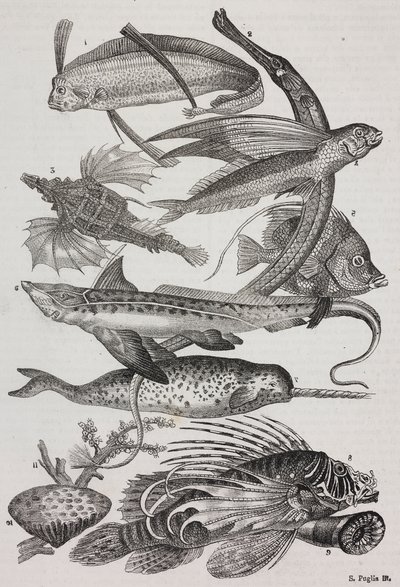 مخلوقات المحيط: 1 Dattiloftera، 2 Syngnathus، 3 Pegasus، 4 Trachypterus، 5 Chaetodon، 6 Rabbit fish، 7 Unicorn (narwhal)، 8 Flying Pteroids، 9 Attinia بواسطة سلفاتور بوليا