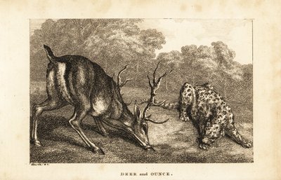 لقاء بين الأيل ، Cervus elaphus ، ونمر الثلج ، Panthera uncia بواسطة صموئيل (بعد) هوويت