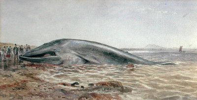 The Aberlady Whale ، Longriddy Bay بواسطة صموئيل بوغ
