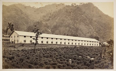 سليم تي استيت ، دارجيلنغ ، المصنع الجديد ، القسم السفلي ،  من "مناظر دارجيلنغ" ،  1860-80    (ب / ث الصورة) بواسطة صموئيل بورن