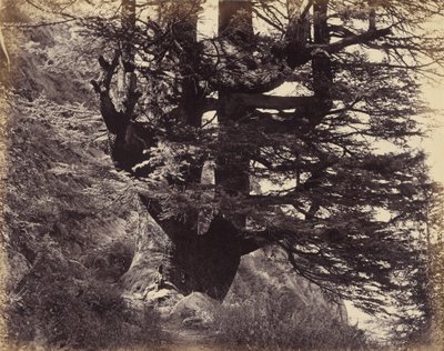 Simla- Great Deodar ، 42 قدمًا في المحيط بواسطة صموئيل بورن