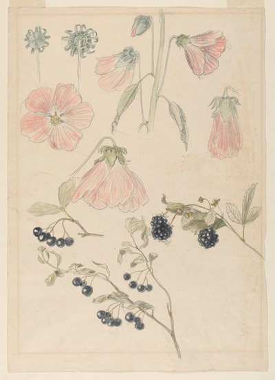 دراسات التفاصيل النباتية: Hollyhocks و Blueberries و Blackberries بواسطة Samuel Colman