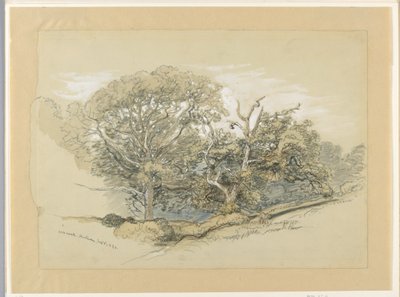 رسم، خشب البلوط، مونتوك، نيويورك، 8 سبتمبر 1880 بواسطة صموئيل كولمان